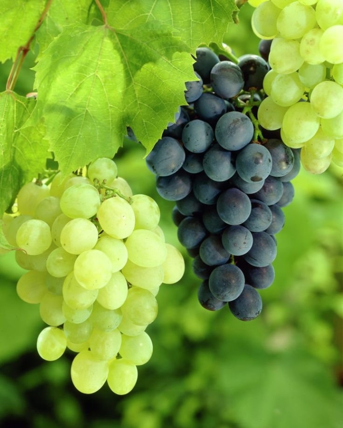 Сорта винограда