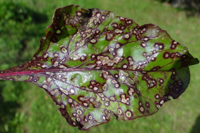 Cercospora beticola