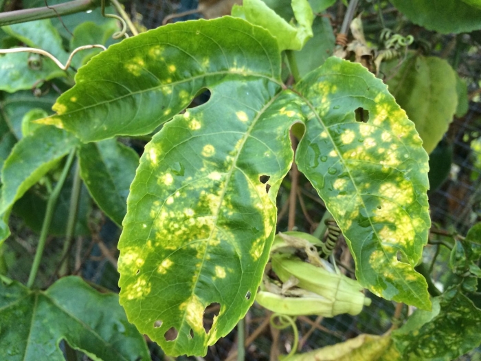 Септориоз томатов