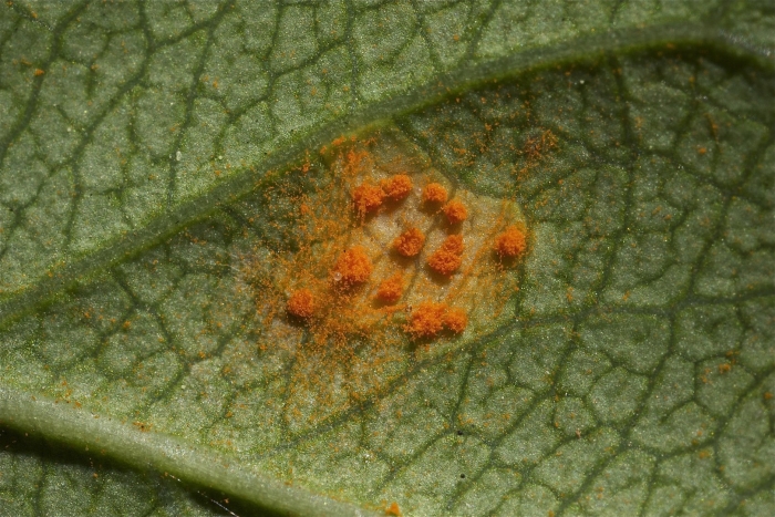 Coleosporium tussilaginis