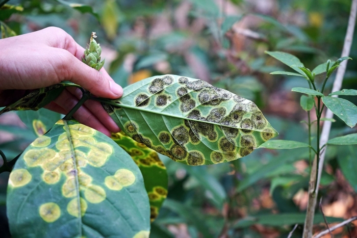 Ржавчина фитопатология