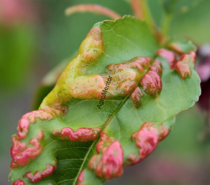 Курчавость персика