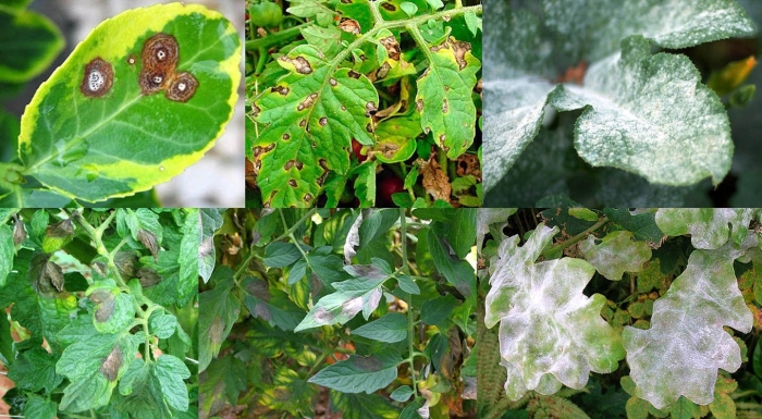 Грибковые заболевания растений