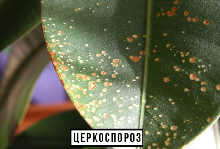 Фикус каучуконосный щитовка