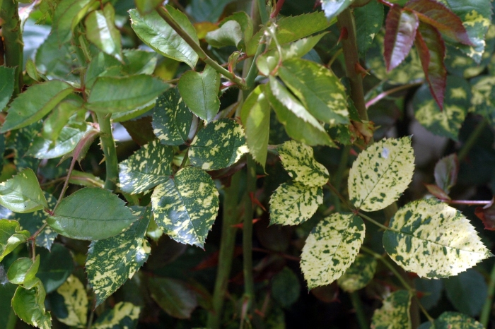 Вирусная мозаика резухи розы