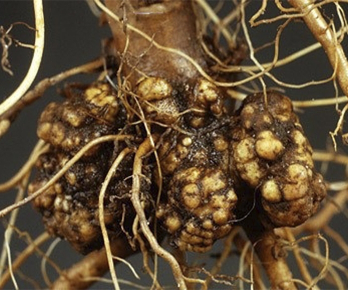 Галловая нематода