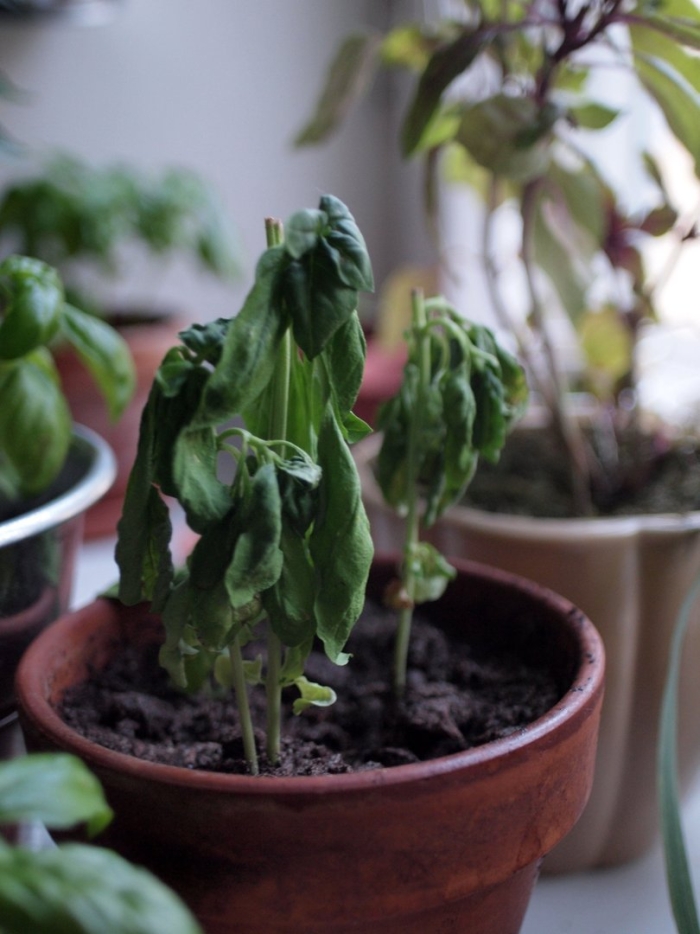 Базилик цветок комнатный