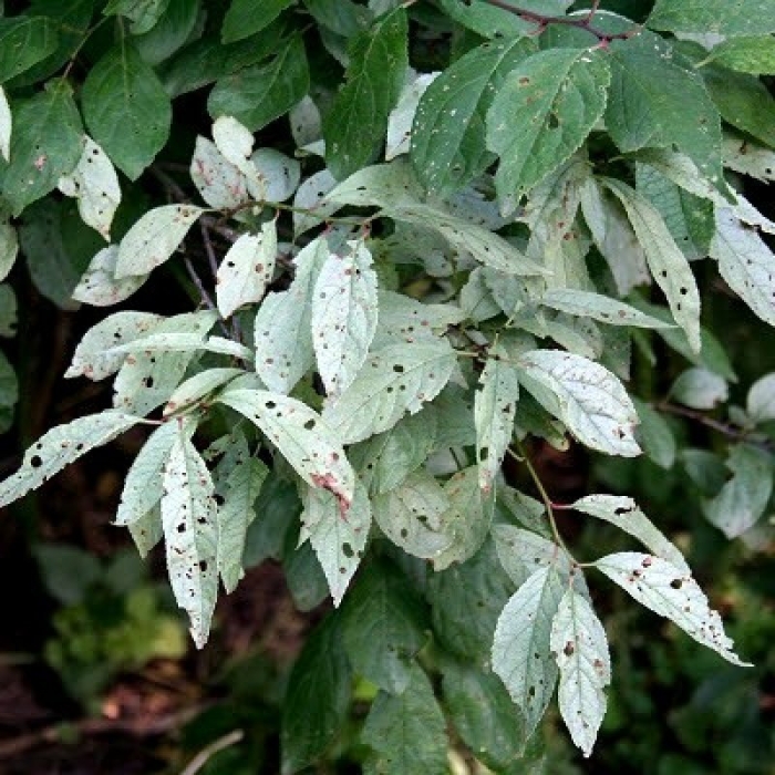 Млечный блеск яблони