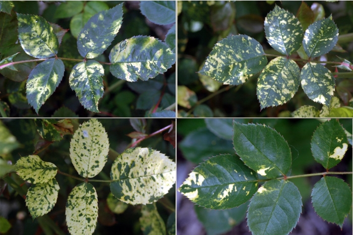 Пятнистость на розах