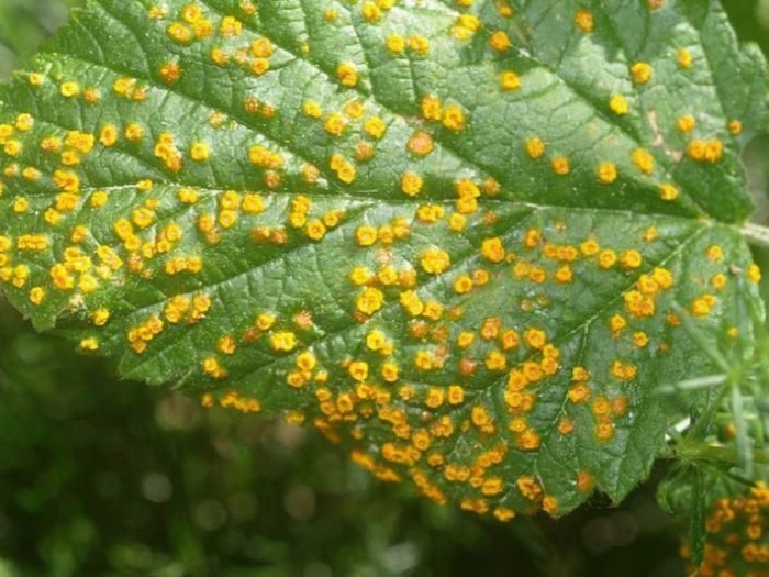 Бокальчатая ржавчина малины