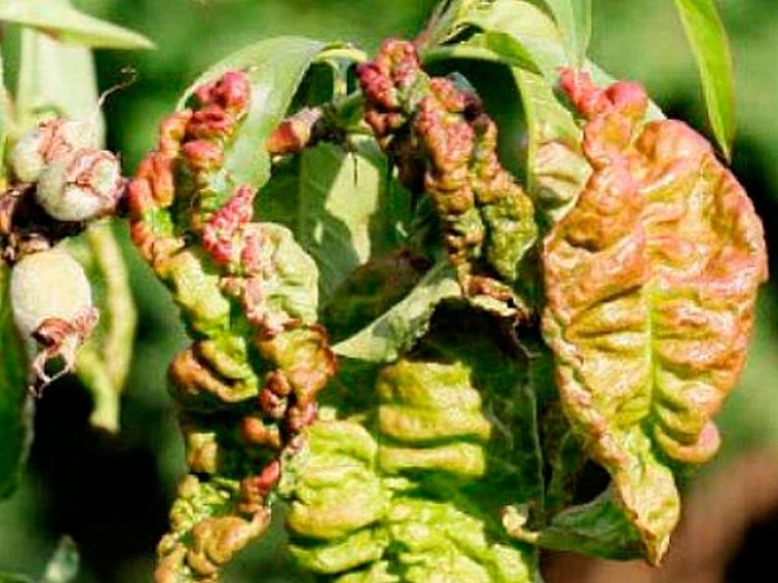 Курчавость листьев персика