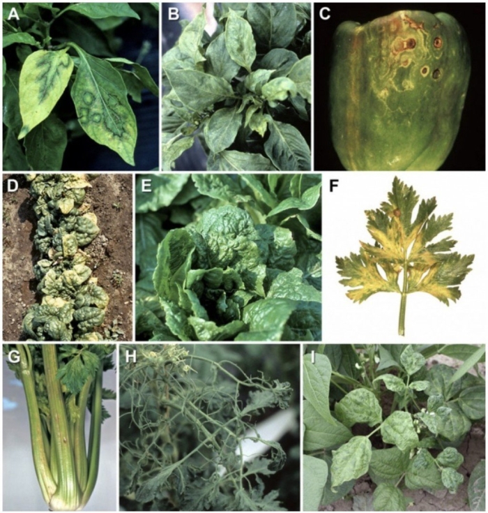 Табачная мозаика вирус томатов