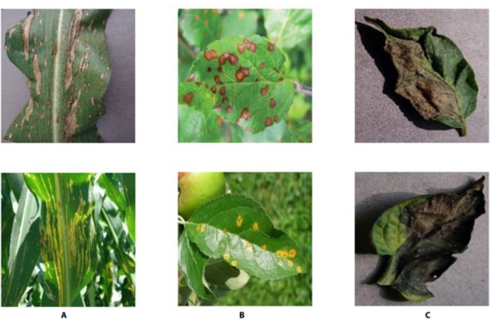 Заболевания растений