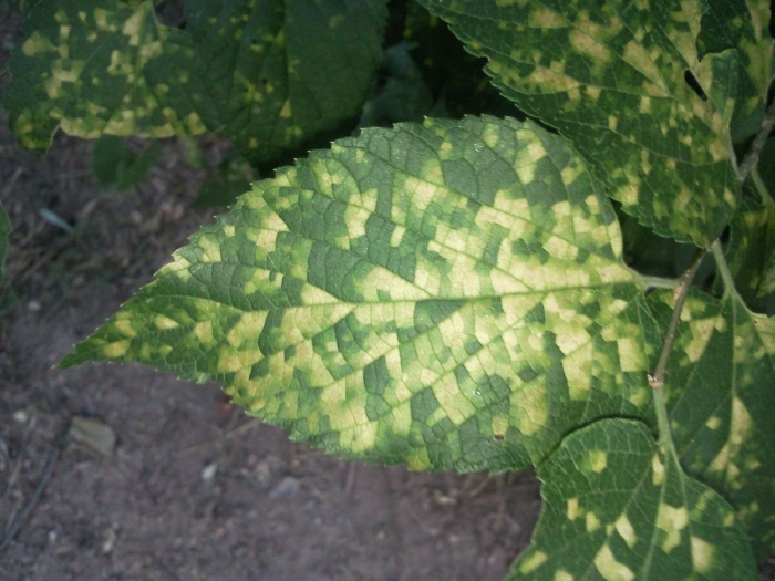 Пятнистый хлороз яблони