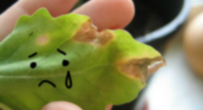 Альтернариоз петунии