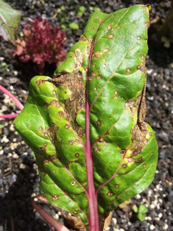 Церкоспороз сахарной свеклы