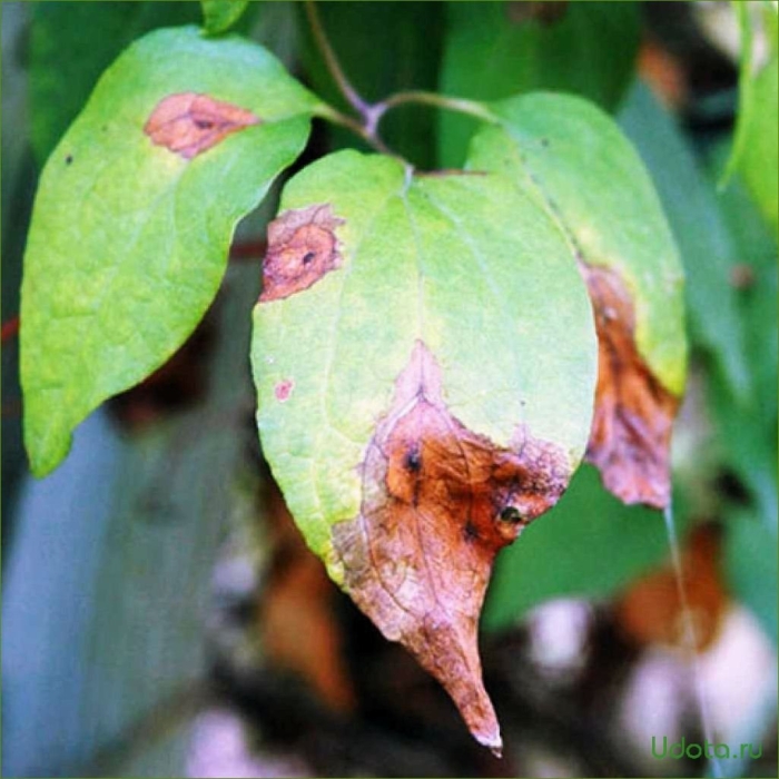 Клематис бурая пятнистость