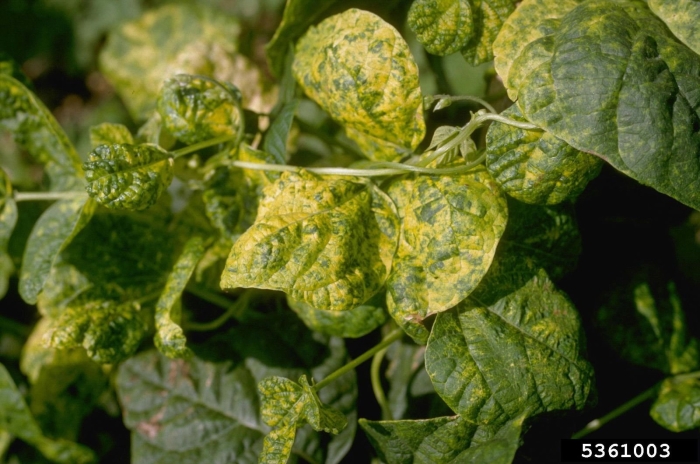 Аскохитоз сои