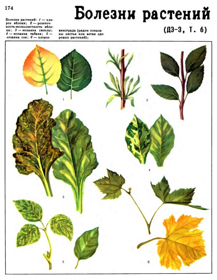 Таблица болезней растений листьев