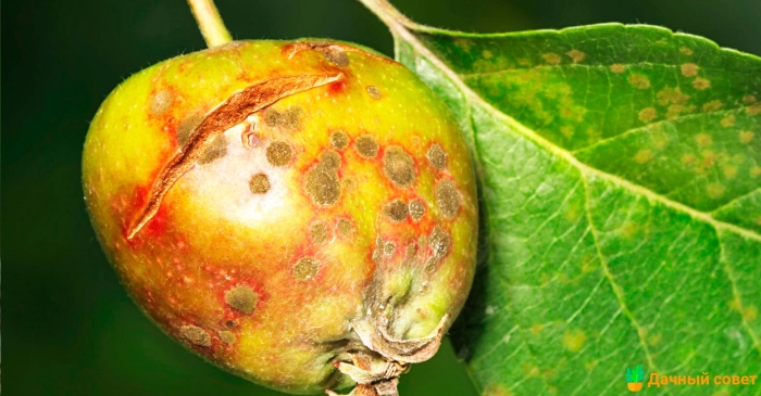 Бересклетовая щитовка