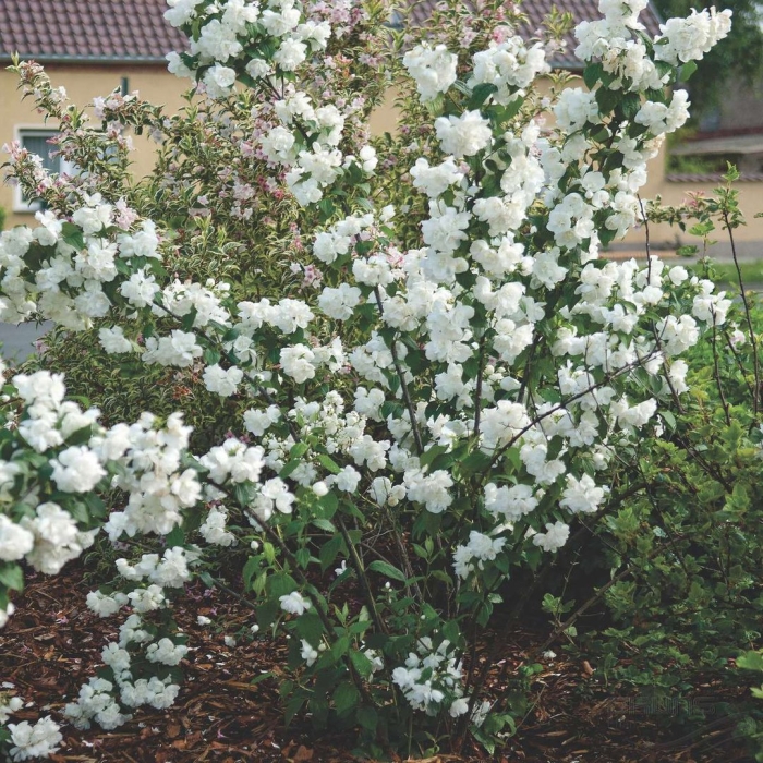 Чубушник 'virginal'