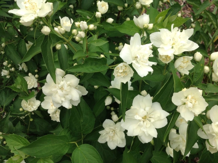 Чубушник память о вехове