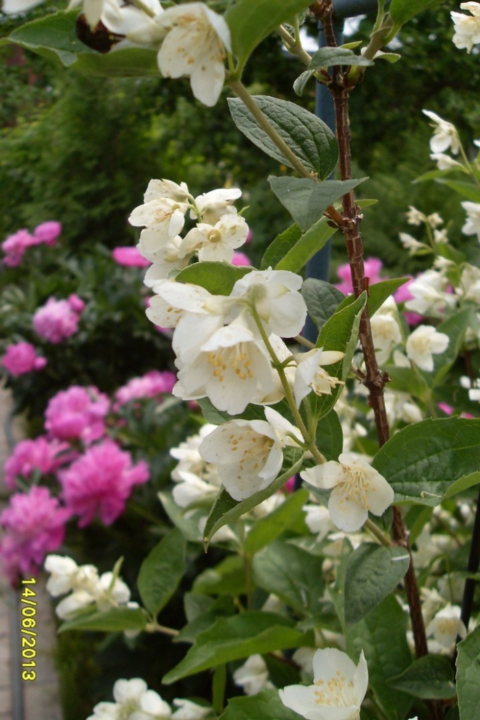 Жасмин чубушник