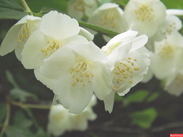 Жасмин чубушник