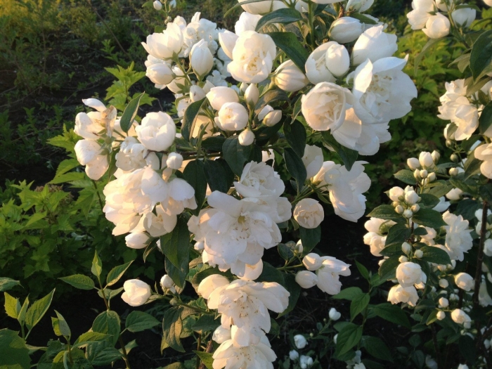 Жасмин чубушник махровый