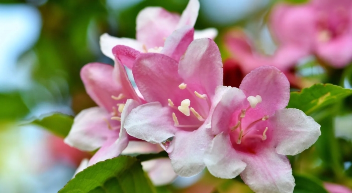 Растение жасмин