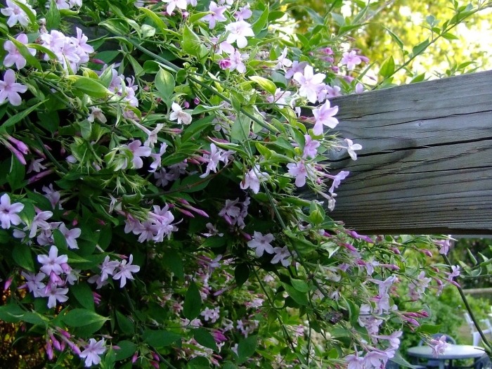 Clytostoma callistegioides
