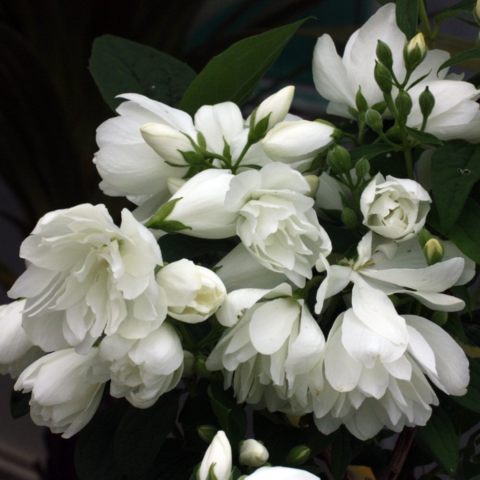 Жасмин чубушник сноубель