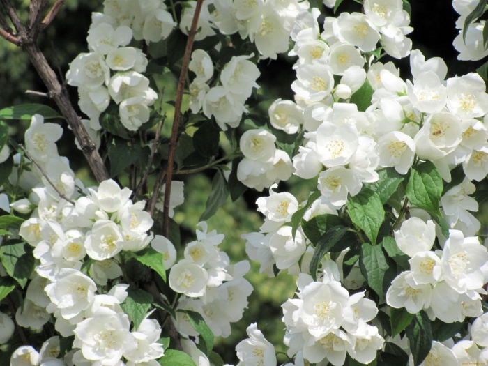 Жасмин цветки