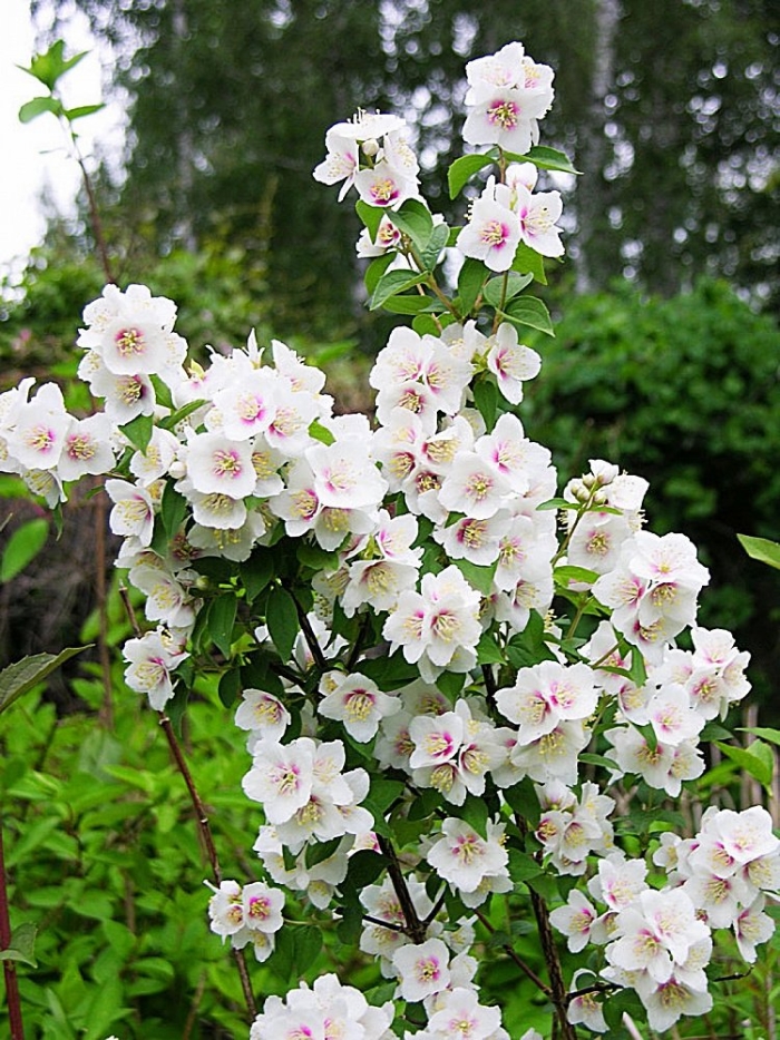 Чубушник бель этуаль