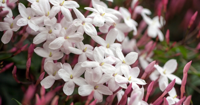 Жасмин многоцветковый розовый