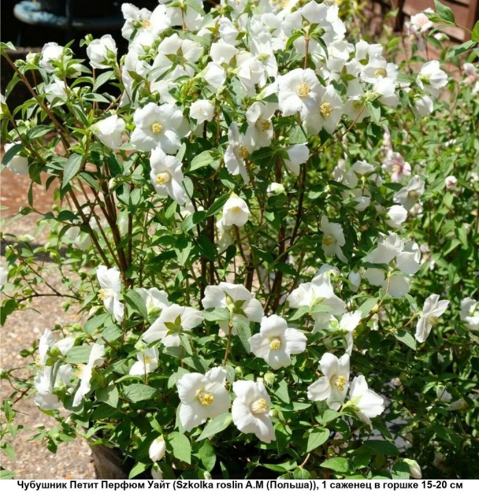 Чубушник силберреген