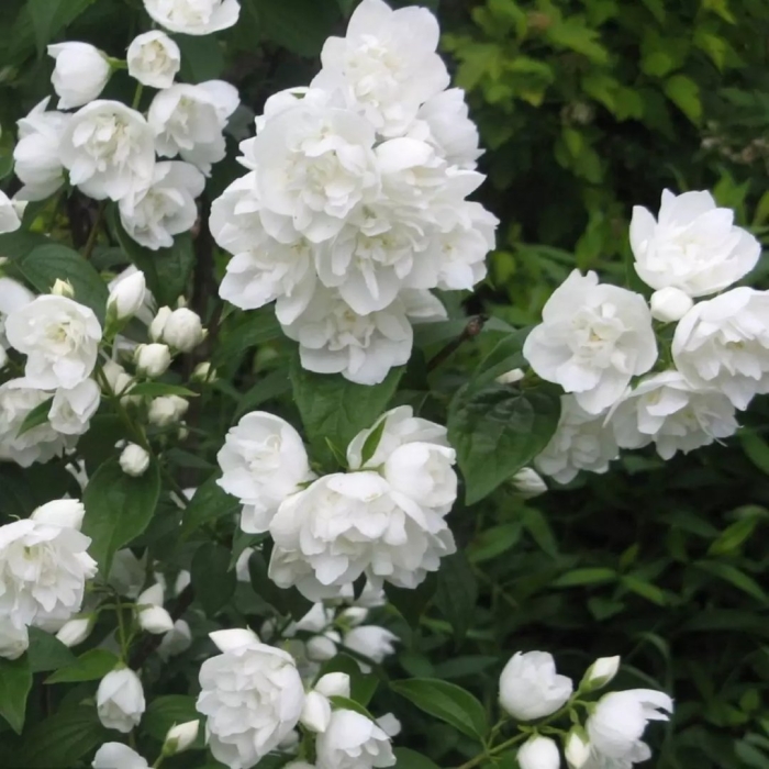 Чубушник зоя космодемьянская