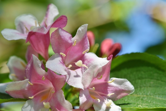 Розовый жасмин