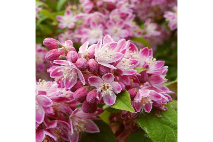 Дейция строуберри филдс