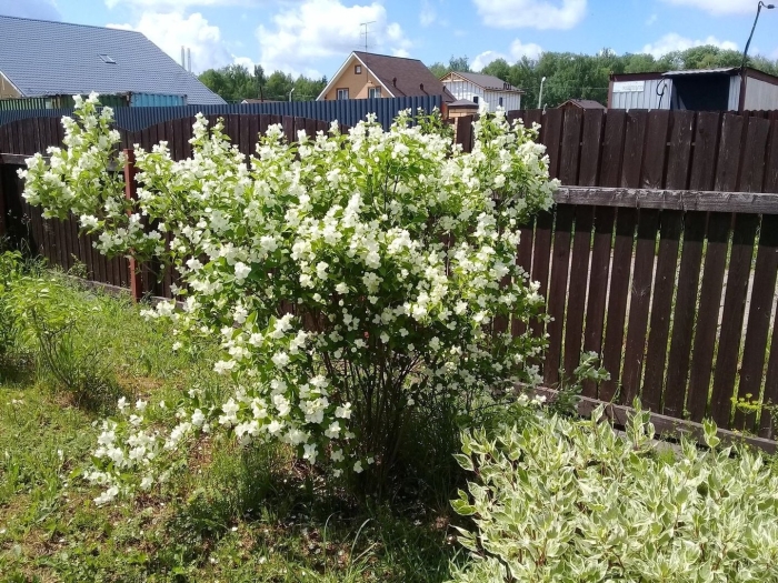 Жасмин (чубушник) венечный