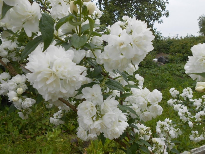 Жасмин чубушник махровый