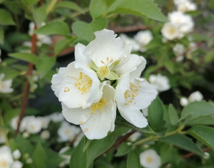 Жасмин садовый чубушник