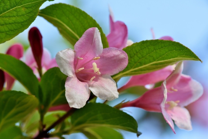 Вейгела густав малер