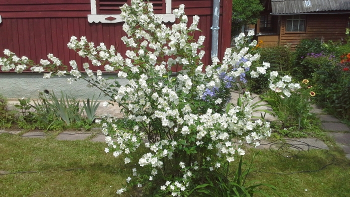 Чубушник инносенс