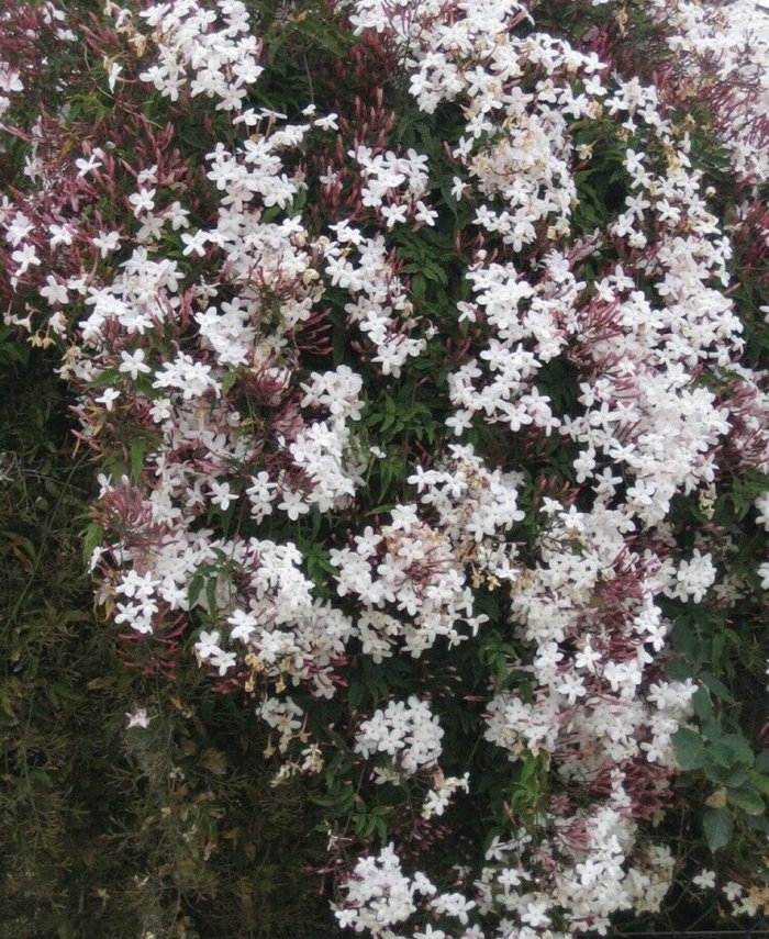 Жасмин polyanthum