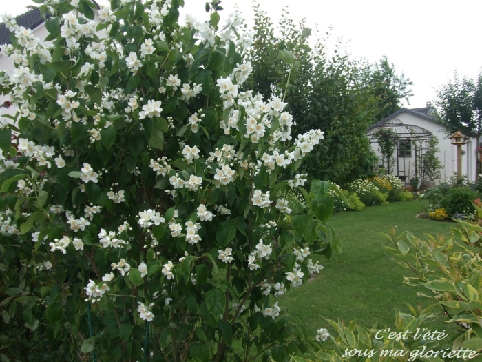 Жасмин (чубушник) венечный
