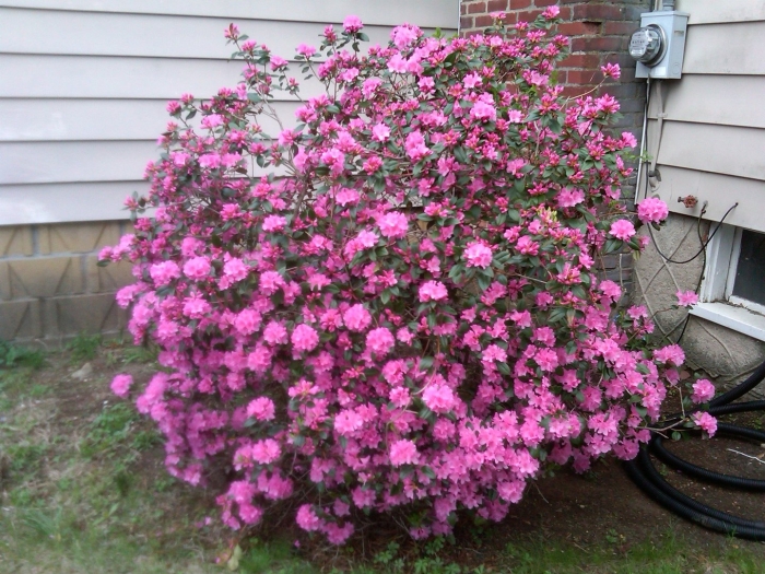 Azalea japonica  orlice