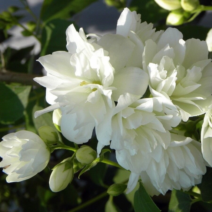 Чубушник зоя космодемьянская (жасмин)