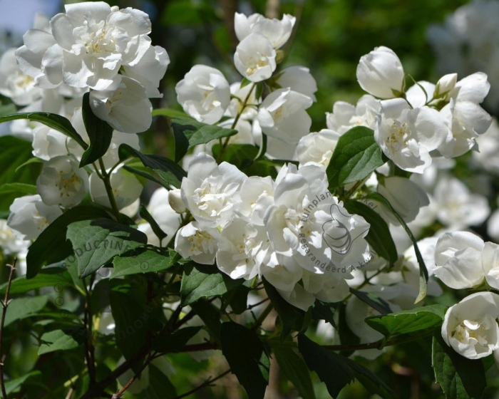 Чубушник mont blanc