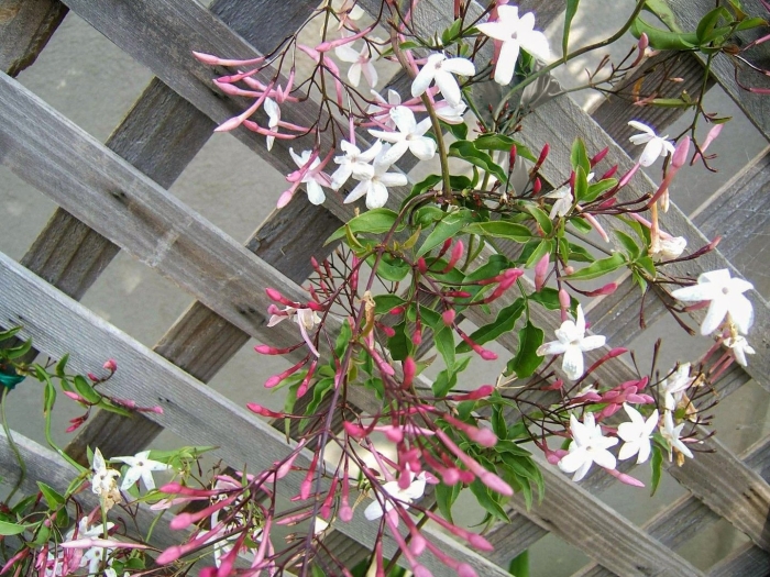 Японский жасмин кустарник